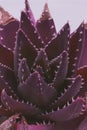 Close up of purple cactus succulent plant Royalty Free Stock Photo