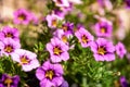 Close up of purple Calibrachoa flowers in a hanging basket, also known as Million Bells or trailing mini petunia. Royalty Free Stock Photo