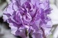Purple Carnation 1