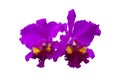 Close up purple Cattleya orchid flower bloom isolated on white background. Royalty Free Stock Photo