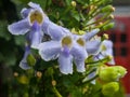 Close Up Purple Cattleya Orchid Flowers Royalty Free Stock Photo