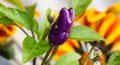 Close up Purple chilli pepper