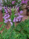 Close up purple Cleome hassleriana flower or spider flower in a garden.Commonly known as spider plant, pink queen, or Grandfather` Royalty Free Stock Photo