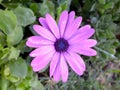 Close up of purple color African daisy flower with blurred green background Royalty Free Stock Photo