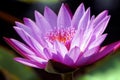 A close-up of purple color water lily flower. Royalty Free Stock Photo