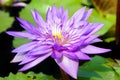 A close-up of purple color water lily flower. Royalty Free Stock Photo