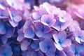 Close up of purple colored hydrangea flower Generative Ai Royalty Free Stock Photo