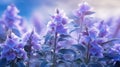 Purple colour Strobilanthes kunthiana flowers Royalty Free Stock Photo