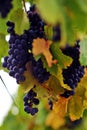 Concord grapes on vine Royalty Free Stock Photo