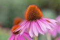 Close-up of a purple coneflower blossom echinacea in full bloom Royalty Free Stock Photo