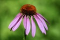 Echinacea