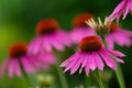 close-up of a a purple coneflower echinacea in full bloom with blurry background Royalty Free Stock Photo