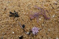 Close up of purple corals with yellow sand in background.macro