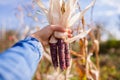 Close up of purple corncobs. Gardener harvesting ornamental corn in fall garden. Farmer grows maize for fall decor.