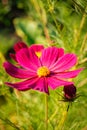 Close-up of purple cosmo flowers in the garden