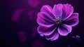 Close-Up of a Purple Cosmos Flower on Dark Background. Generative AI Royalty Free Stock Photo