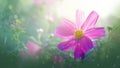 Fresh purple cosmos flowers blooming in garden. Beautiful nature spring. Royalty Free Stock Photo