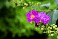 Close up Purple Crape myrtle or Crepe myrtle or Lagerstroemia speciosa blooms in the garden