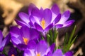 Close-up of purple crocus flower in a forest in early spring