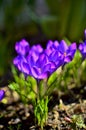 Close up of Purple Crocus Flowers on a sunny day during Spring in Transylvania. Royalty Free Stock Photo