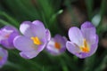 Close up purple crocus flowers with yellow stamens