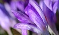 Close up of purple crocus petals covered with water droplets in springtime Royalty Free Stock Photo