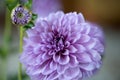 Close up purple dahlia flower on blur background