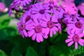 Close Up Purple Daisy Boken Blur Background