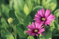 Close up of purple daisy flowers Royalty Free Stock Photo