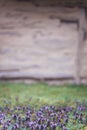 Close up purple deadnettle weeds bokeh concept photo