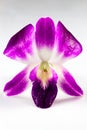 Close Up of Purple Dendrobium Orchid