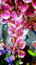 Close Up Purple Dendrobium Orchid Flower Royalty Free Stock Photo