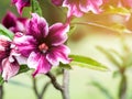 Close up purple desert rose flower