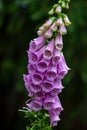 Close-up of purple digitalis purpurea flower lady`s glovecommon foxglove in the summer garden Royalty Free Stock Photo