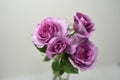 Downton Abbey roses