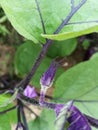 Purple eggplant baby