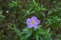 A purple Eight stamen Osbeckia plant flower with a small white and black spider on a petal