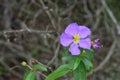 Close up of a purple Eight stamen Osbeckia plant branch with bloom and dead flowers with a black ant on pollen