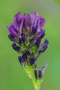 Close up of the purple flower of Alfalfa, lucerne , Medicago sativa