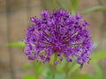 Close up of a purple flower of the allium Royalty Free Stock Photo