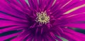 Close-up of a purple flower