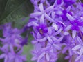 close-up is purple flower and bee at Thailand Royalty Free Stock Photo