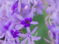 close-up is purple flower and bee at Thailand Royalty Free Stock Photo