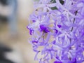 close-up is purple flower and bee at Thailand Royalty Free Stock Photo