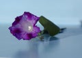 Close up purple flower Royalty Free Stock Photo