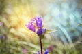 Close-up of a purple flower