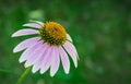 Close-up of purple flower of Echinacea purpurea on the blurred bokeh background of the greenery garden. Nature concept Royalty Free Stock Photo