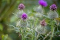 Close up of purple flower of field thistle plant with diffused background Royalty Free Stock Photo