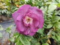 Rosa `Rhapsody in Blue` Royalty Free Stock Photo