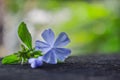 Close up of Purple Flower and Green Leaf on Black Wood, Nature Background